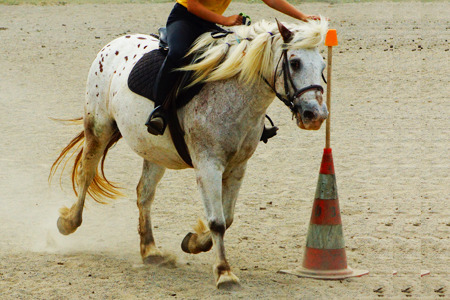 Cheval equitation